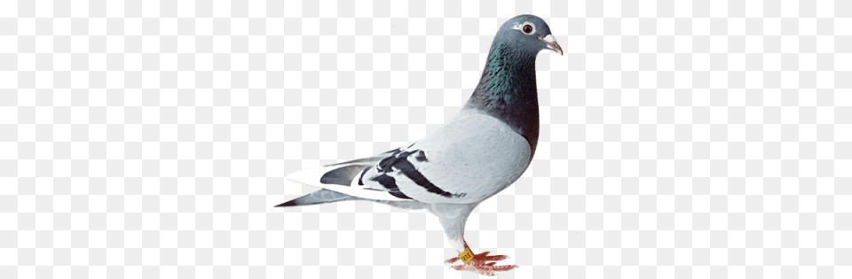 Birdbird Pngbird Freebird Freebird Old Line Racing Pigeon, Animal, Bird, Dove Free Png
