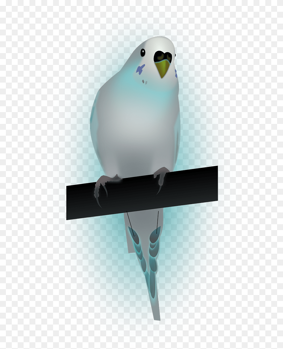 Birddovedove Of Peacepeace Papuka Falista, Animal, Bird, Parakeet, Parrot Png Image