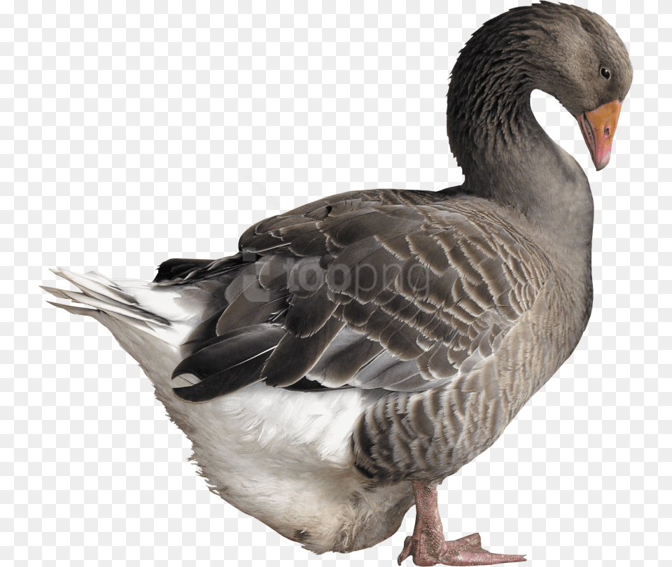 Birdgooseducks Geese And Swanswaterfowlamerican Goose, Animal, Bird, Waterfowl Free Transparent Png