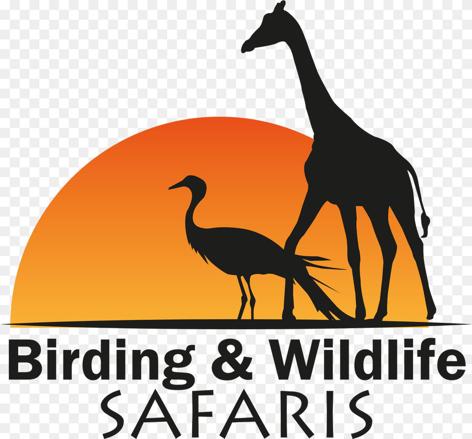 Birding And Wildlife Safaris Hillshire Brands, Animal, Bird, Crane Bird, Waterfowl Png Image