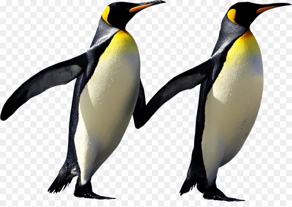 Birdking Birdemperor Penguinbeakadlie Penguinorganism Emperor Penguin, Animal, Bird, King Penguin Free Png