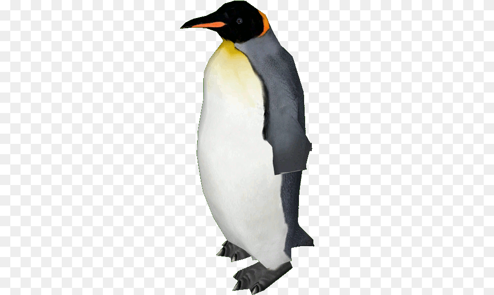 Birdpenguinflightless Birdvertebrateemperor Penguinking King Penguin Emperor Penguin, King Penguin, Animal, Bird, Wedding Free Transparent Png