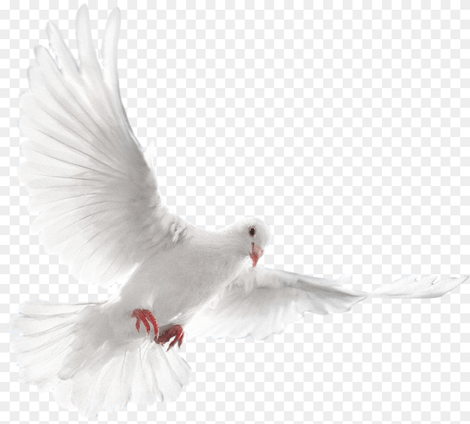 Birdpigeons And Doveswingbeakrock Dovefeathertailpeace White Dove Bird Flying, Animal, Pigeon Free Transparent Png