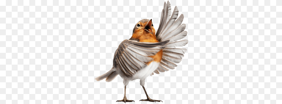 Birdrobin Opera Bird, Animal, Robin Free Png