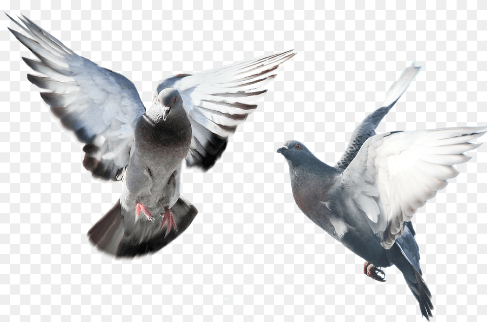 Birdrock Dovewingpigeons And Dovesbeakfeatherstock Bird Spikes, Animal, Pigeon, Dove Png Image