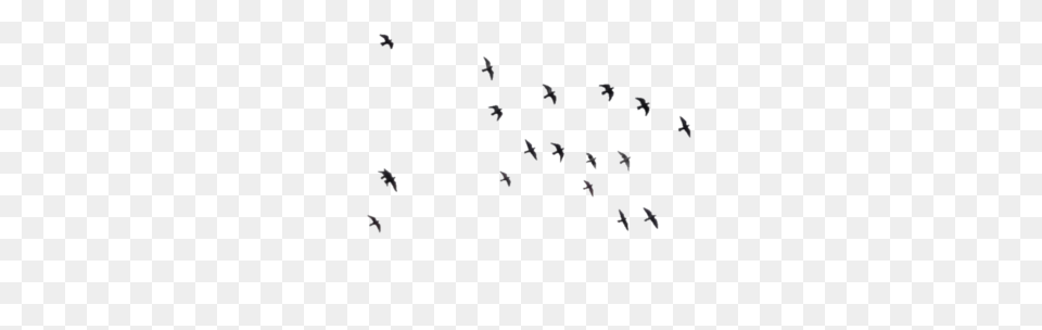 Birds, Animal, Flock, Text Free Transparent Png