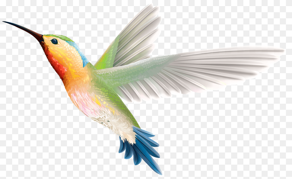 Birds, Animal, Bird, Hummingbird Free Transparent Png