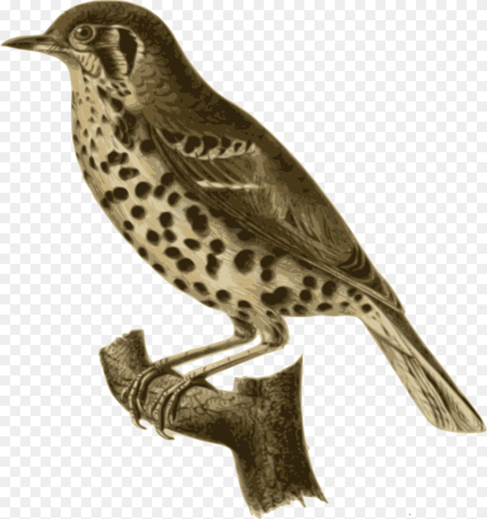 Birds, Animal, Anthus, Bird, Finch Png Image