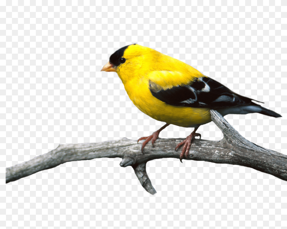 Birds, Animal, Bird, Finch, Canary Free Png Download