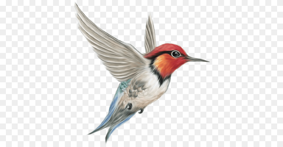 Birds, Animal, Bird, Bee Eater Free Transparent Png