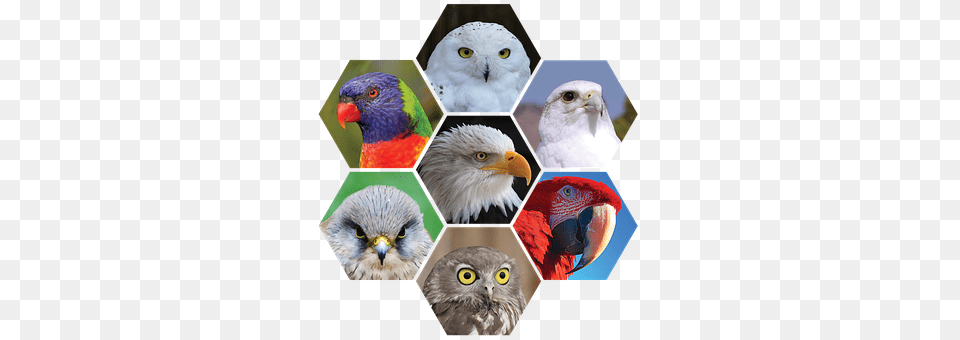 Birds Animal, Art, Beak, Bird Free Png Download