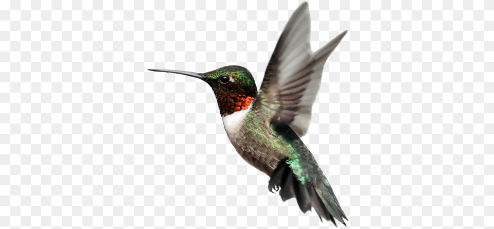 Birds, Animal, Bird, Hummingbird Free Png