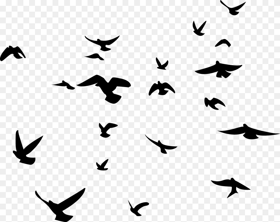 Birds, Gray Png Image