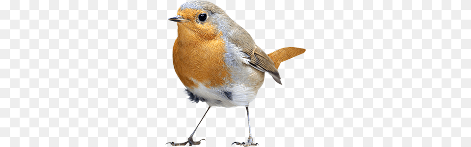 Birds, Animal, Bird, Robin Png