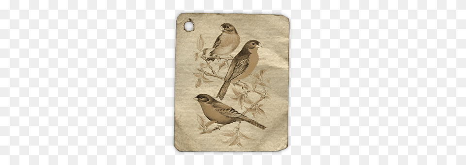 Birds Animal, Bird, Finch, Anthus Free Png