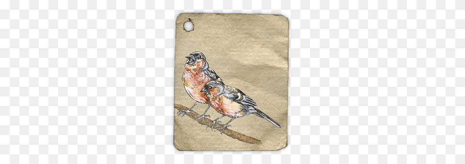 Birds Animal, Bird, Finch, Art Png Image
