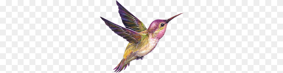 Birds, Animal, Bird, Hummingbird Free Png