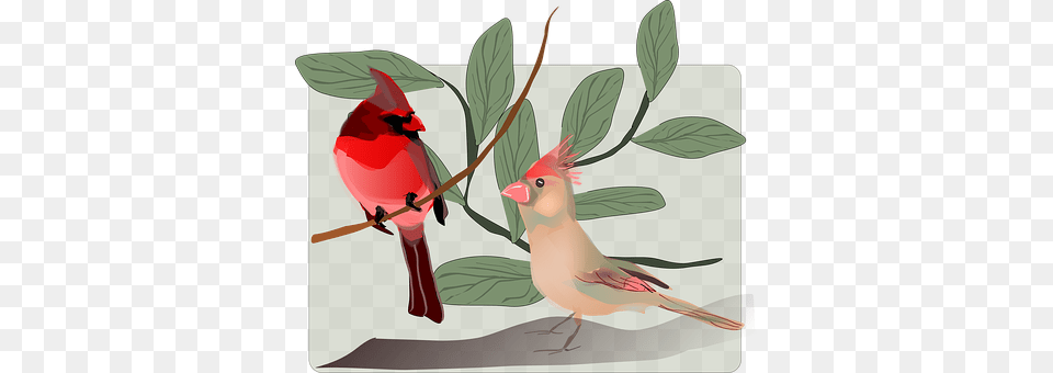 Birds Animal, Bird, Cardinal Png