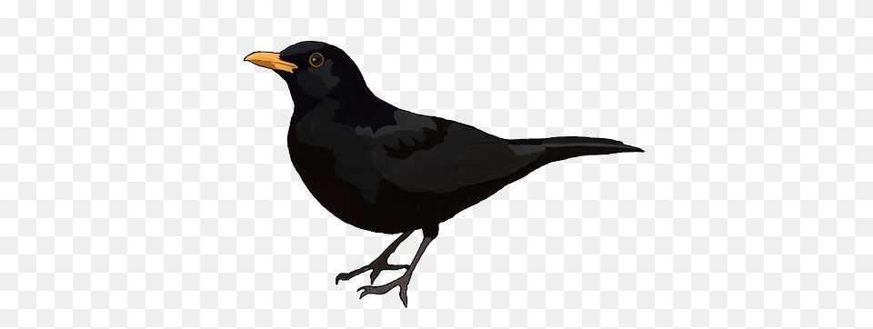 Birds, Animal, Bird, Blackbird Free Transparent Png