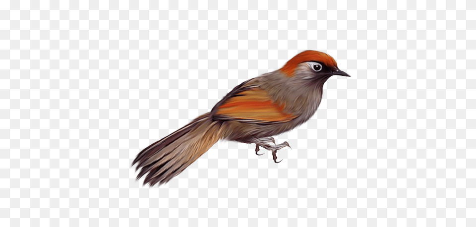 Birds, Animal, Bird, Finch, Jay Free Png