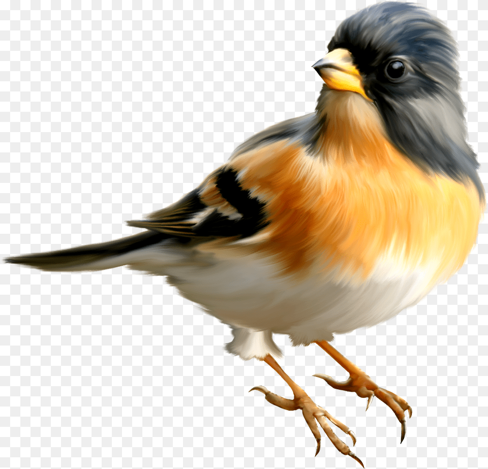 Birds, Animal, Bird, Finch, Beak Free Png