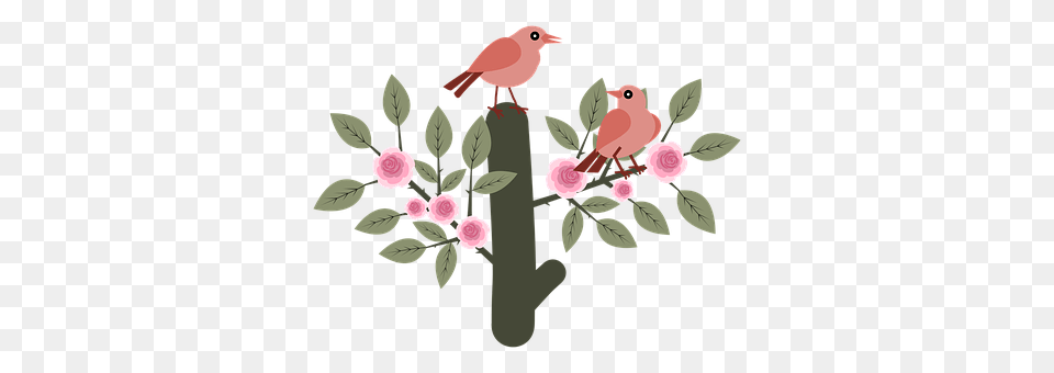 Birds Animal, Bird, Cardinal Free Transparent Png