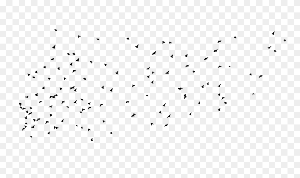 Birds, Gray Png Image