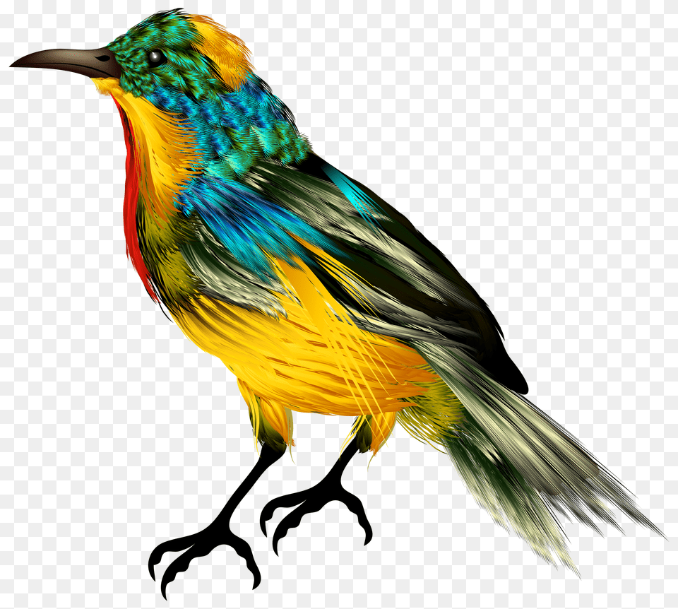 Birds Png