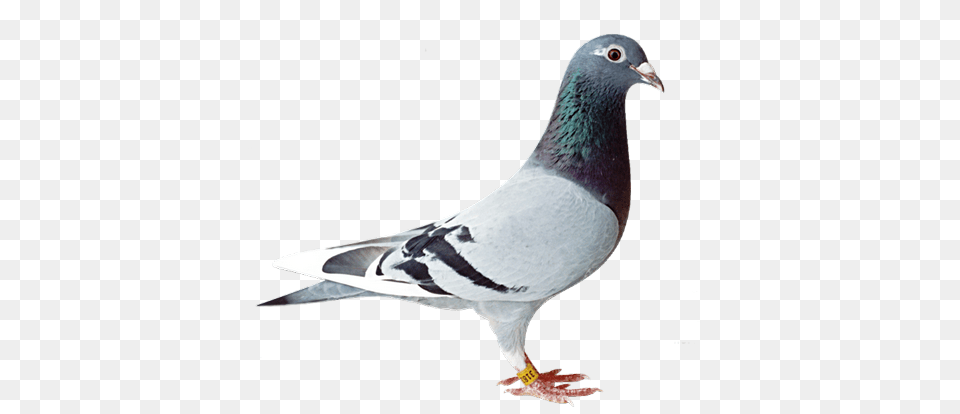 Birds, Animal, Bird, Pigeon, Dove Png Image