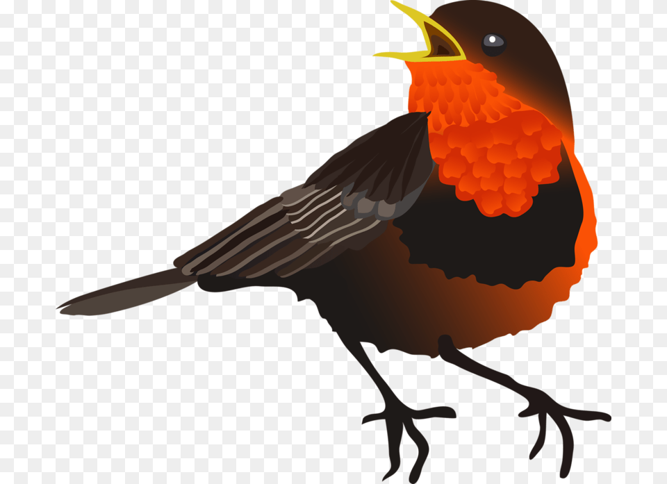 Birds, Animal, Beak, Bird, Blackbird Free Transparent Png