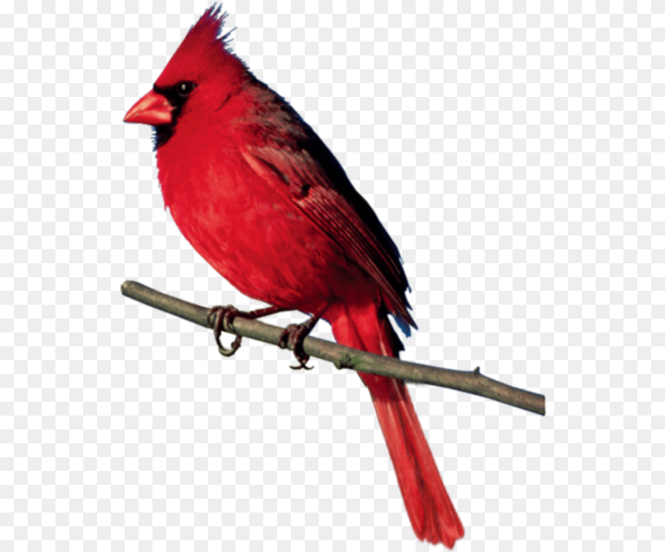 Birds, Animal, Bird, Cardinal Free Png Download