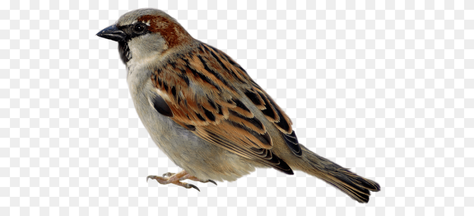 Birds, Animal, Bird, Finch, Sparrow Free Transparent Png