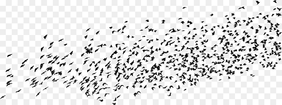 Birds, Gray Png