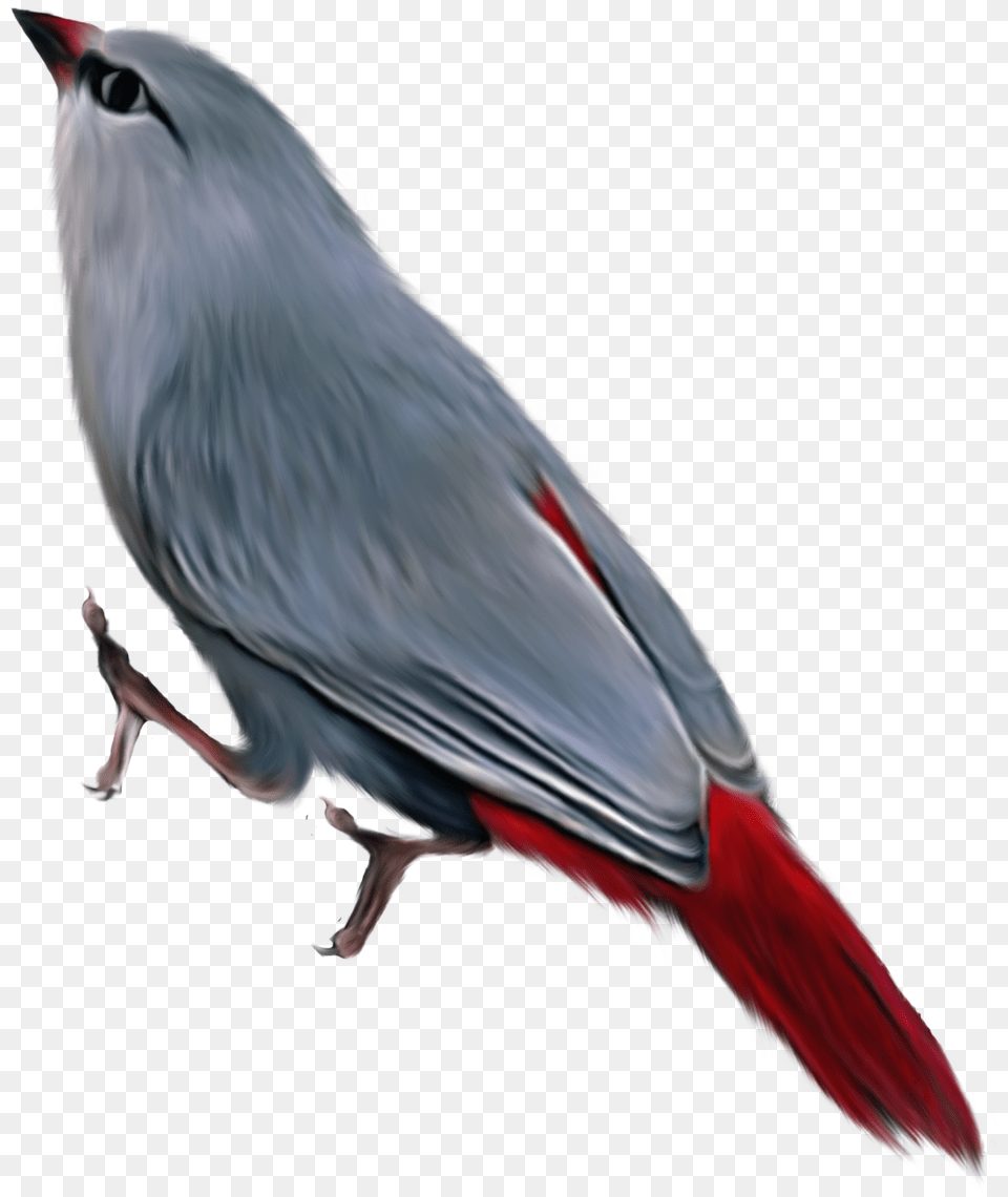 Birds, Animal, Bird, Finch, Fish Png