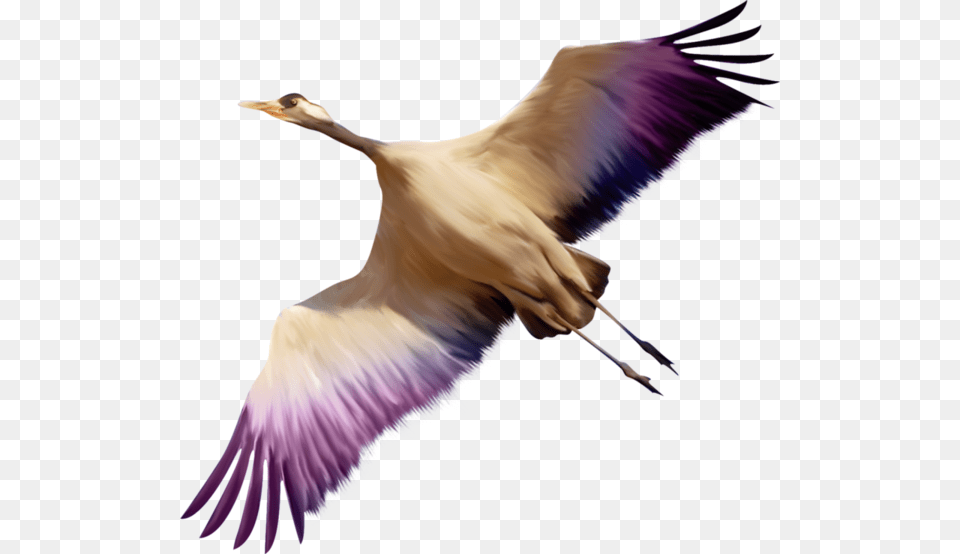 Birds, Animal, Bird, Crane Bird, Waterfowl Png