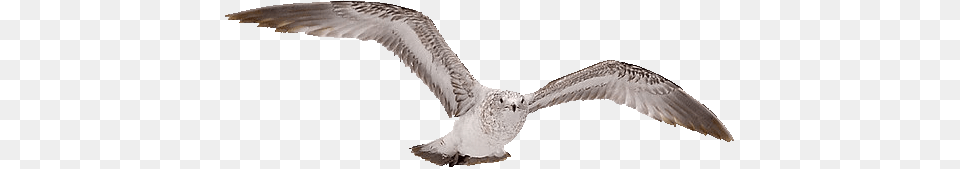 Birds, Animal, Bird, Flying, Seagull Png Image
