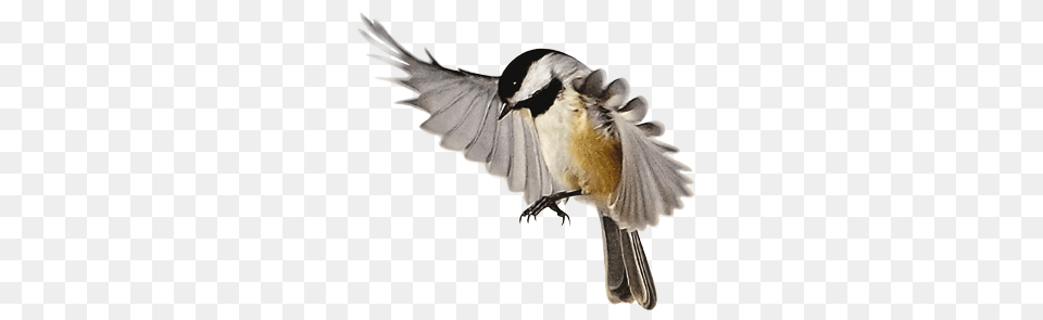 Birds, Animal, Bird, Finch, Flying Png Image