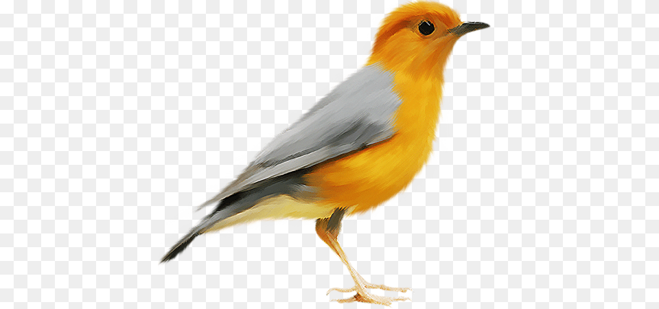 Birds, Animal, Bird, Finch, Canary Free Png Download