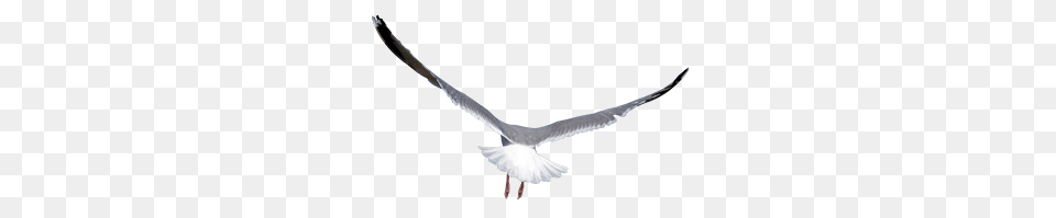 Birds, Animal, Bird, Flying, Seagull Png