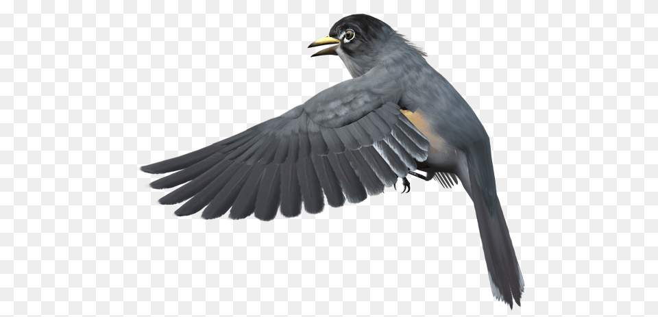 Birds, Animal, Bird, Blackbird Free Png