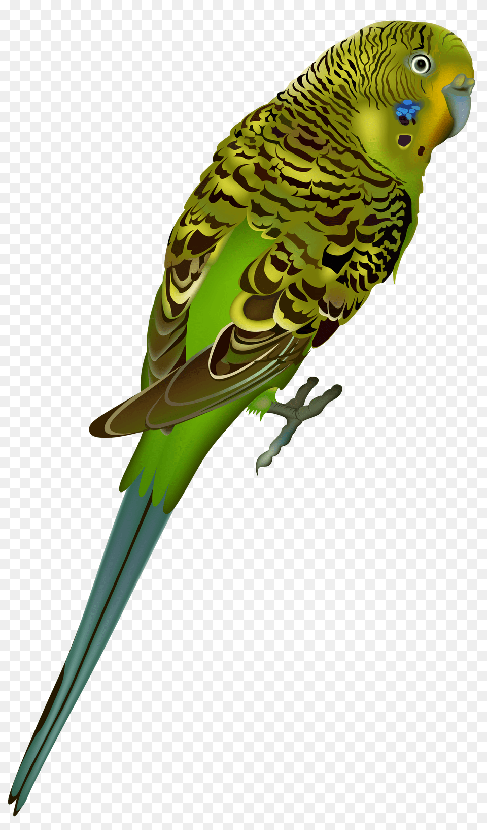 Birds, Animal, Parrot, Bird, Parakeet Free Transparent Png