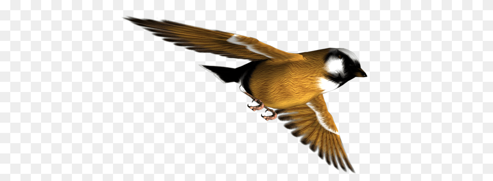 Birds, Animal, Beak, Bird, Finch Png