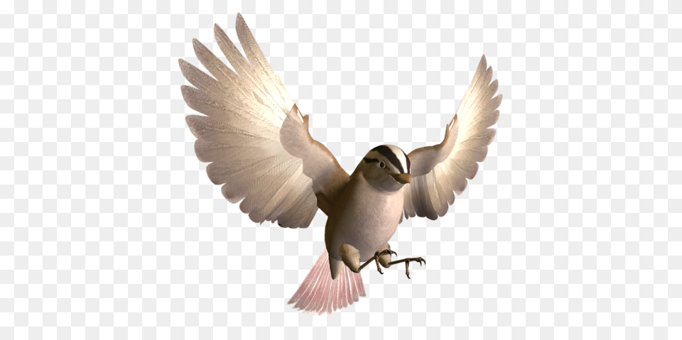 Birds, Animal, Bird, Flying, Pigeon Png Image