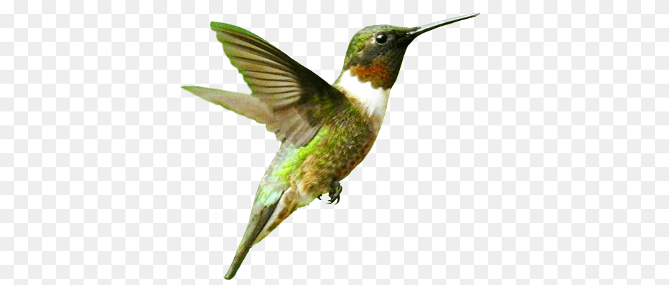 Birds, Animal, Bird, Hummingbird Free Transparent Png