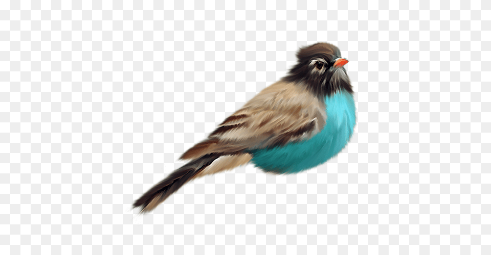 Birds, Animal, Bird, Finch, Jay Free Transparent Png