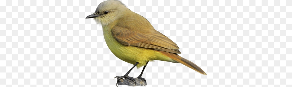 Birds, Animal, Beak, Bird, Finch Png Image