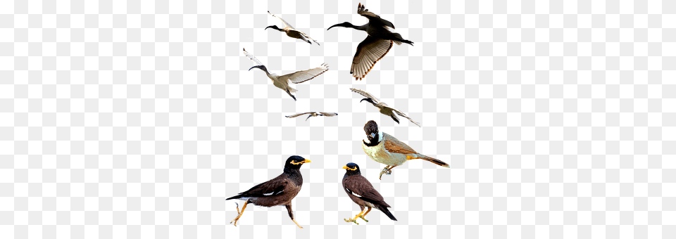 Birds Animal, Beak, Bird, Flying Free Png