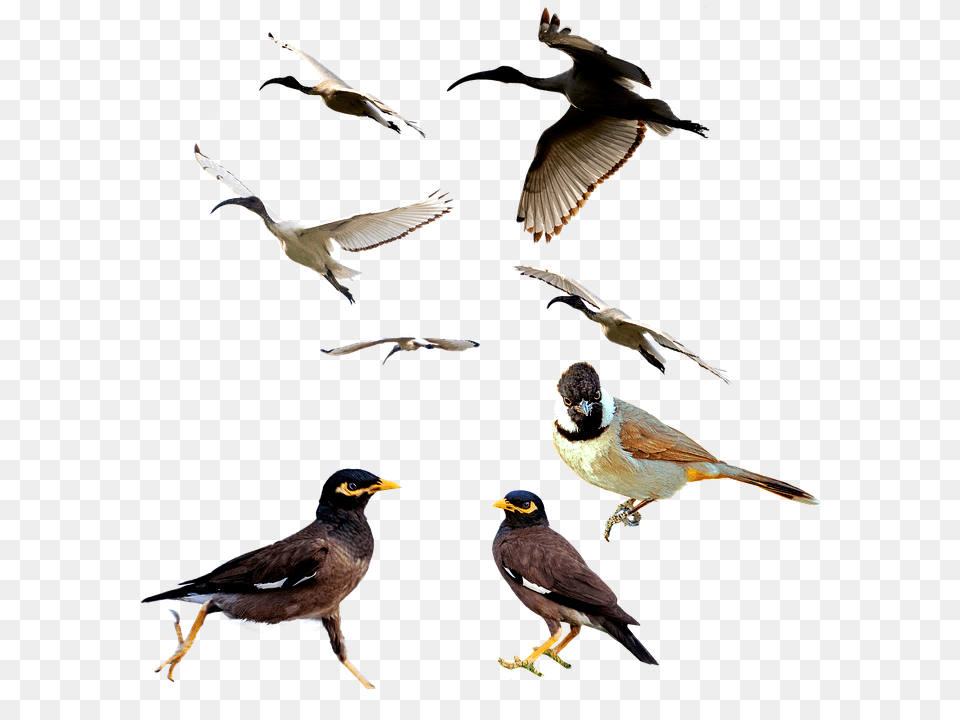 Birds Animal, Beak, Bird, Flying Png Image