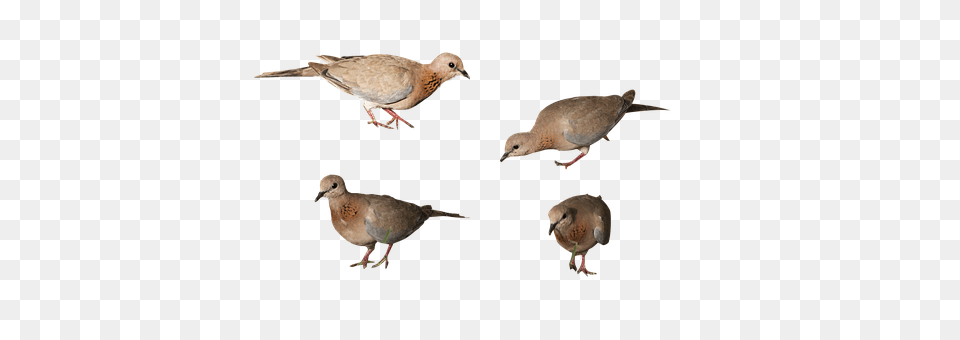 Birds Animal, Bird, Pigeon, Dove Free Png Download