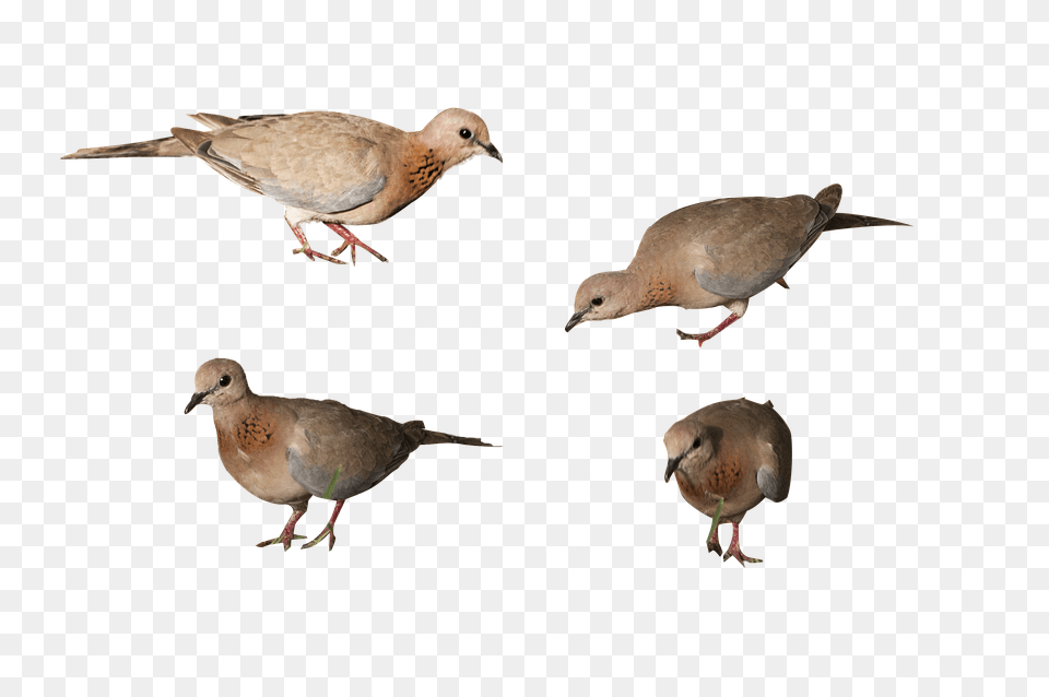 Birds Animal, Bird, Pigeon, Dove Free Png